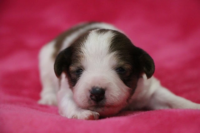 白と茶色の子犬がピンクの毛布の上で寝ている写真.