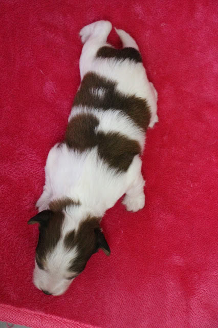 子犬の全身写真、ピンクの柔らかい毛布の上に横たわる姿.