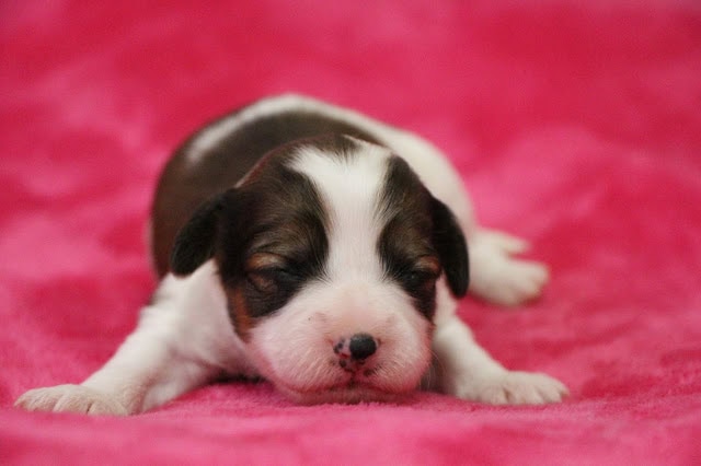 子犬がピンクの毛布の上で眠っている様子.