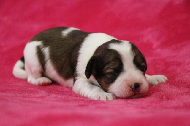 子犬のかわいい寝顔と白黒の毛色.