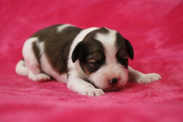 子犬の寝ている姿を鮮明に捉えた画像です。.