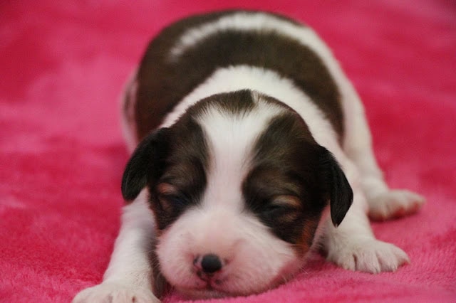 ALTタグ：かわいい黒白の子犬が眠っている写真.