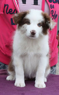 かわいい白と茶色の子犬のアップ写真です。.
