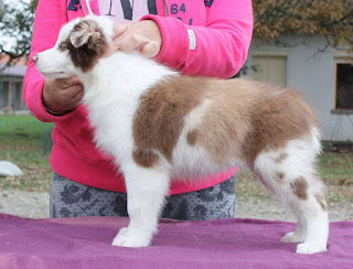 子犬の側面と顔のクローズアップ写真.