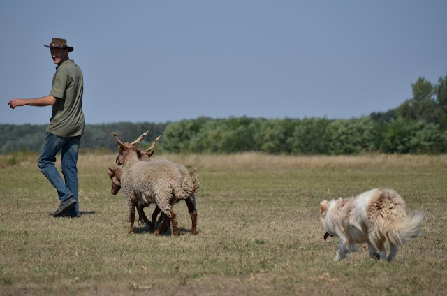 牧場で羊と犬と一緒に遊ぶ男性の写真.