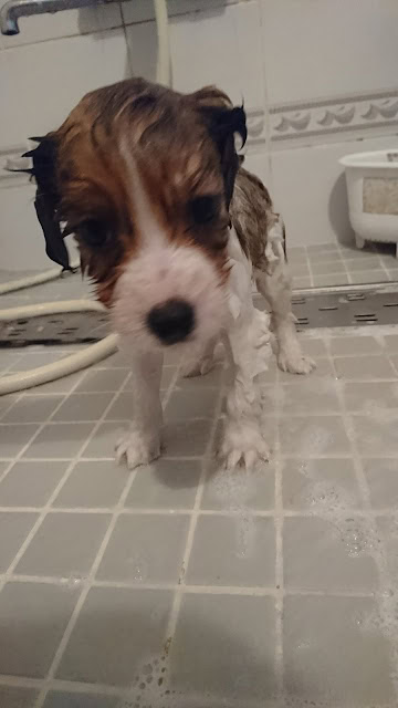 子犬がシャルっ子シャンプーで洗われている様子.
