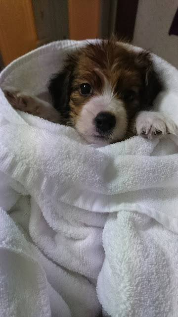 子犬が白いタオルに包まれている写真.