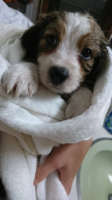 子犬のアップ写真、ふわふわの白いタオルに包まれています.