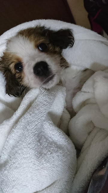 かわいい犬の赤ちゃんが毛布に包まれている写真.