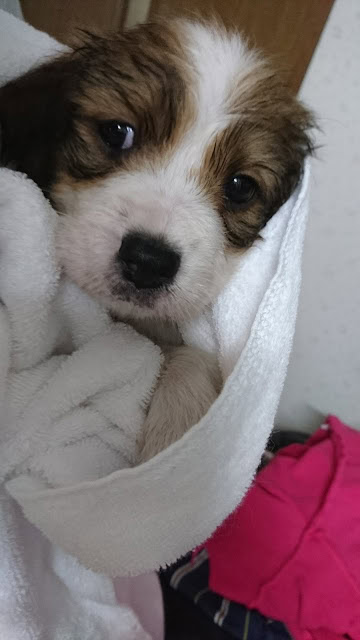 子犬のアップ写真、ふわふわの白いタオルに包まれています.