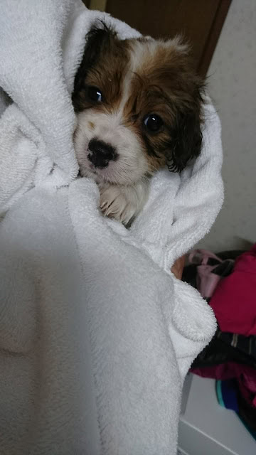 子犬のかわいい顔とふわふわの毛並み.