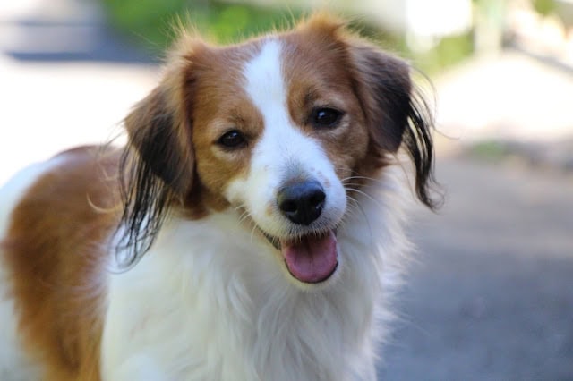 犬のかわいい笑顔と明るい表情.