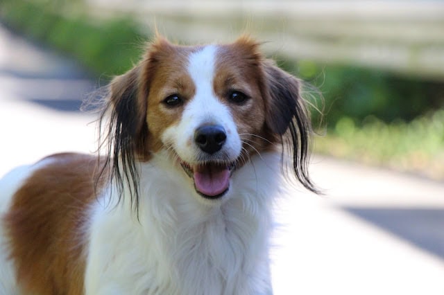 明るい表情の犬のアップ写真.