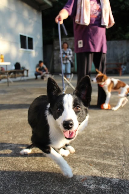 子犬が楽しそうに遊んでいる様子を捉えた画像です。.