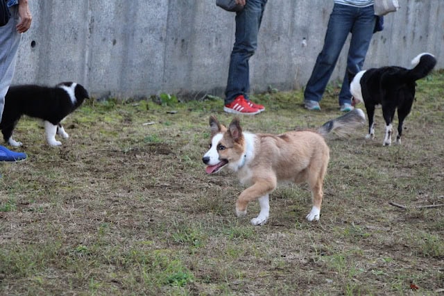 子犬たちが屋外で遊びながら交流している様子.