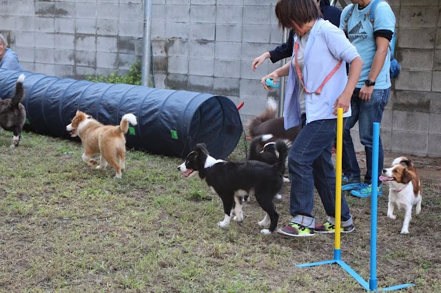 子犬たちがドッグパークで遊んでいる様子.