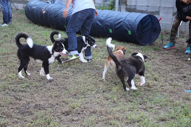 子犬たちが屋外で遊びながら交流している様子.