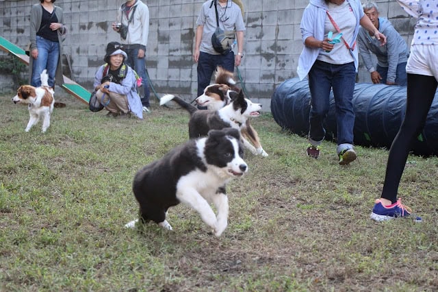 子犬たちが楽しそうに走る様子と飼い主の交流風景.