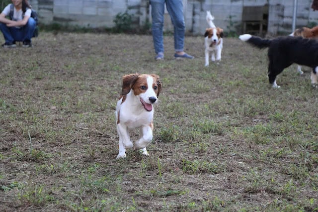 子犬たちが屋外で遊びながら交流している様子.