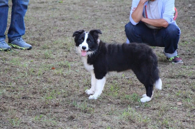 子犬が草原で遊んでいる様子.