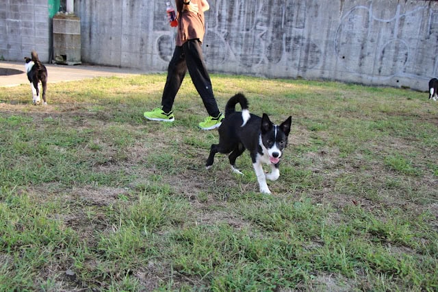 子犬たちが広場で遊びながら交流している様子.