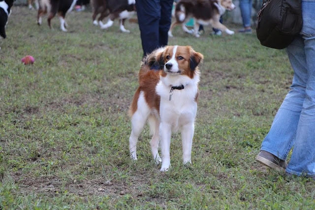 公園で遊ぶ子犬と飼い主の様子.