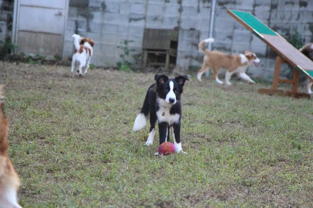 子犬たちが屋外で遊びながら交流している様子.