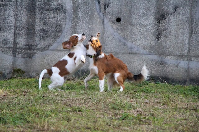 子犬同士が遊びながら社会性を学ぶ様子.