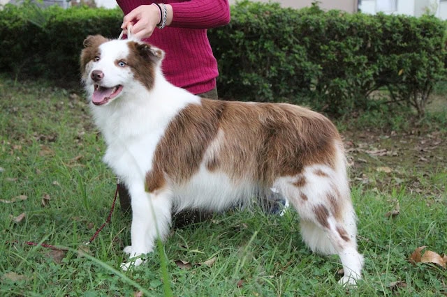 犬の側面と顔のアップ、屋外の緑の背景.