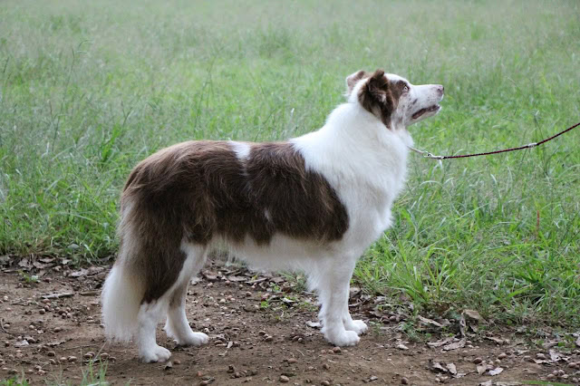 犬のサンプル画像、草原で立っている姿。.