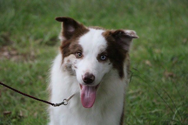 犬の子犬の写真です。.