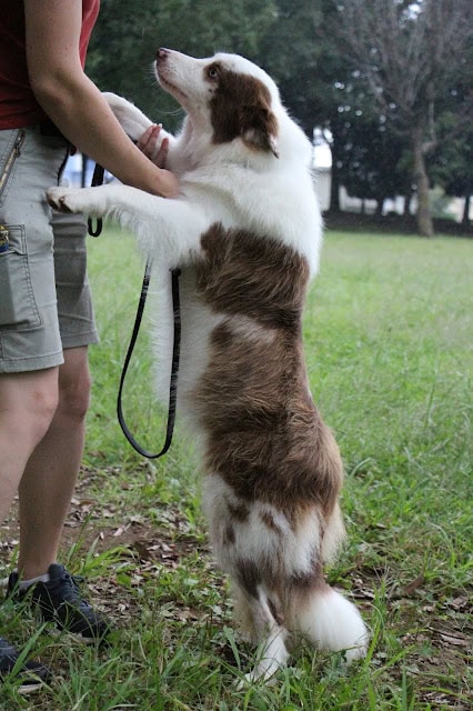 犬が飼い主にお尻を向けて立ち上がる姿.