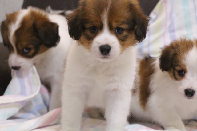 子犬のグループ、ふわふわの毛と愛らしい表情.