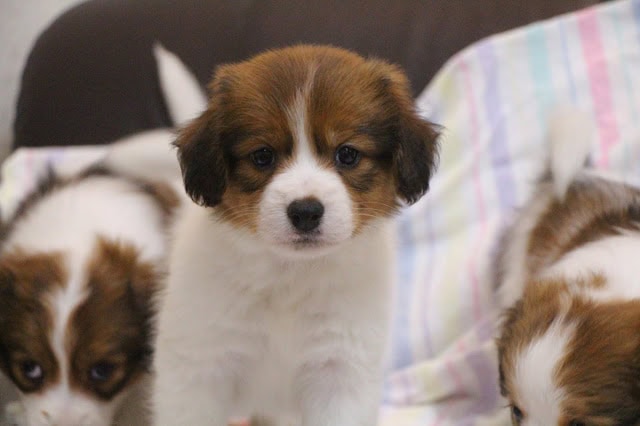 子犬のかわいいシャルっ子シャンプーの写真.