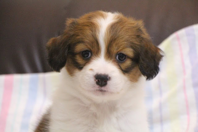 子犬のアップ写真、ふわふわの毛と優しい表情が魅力的です.