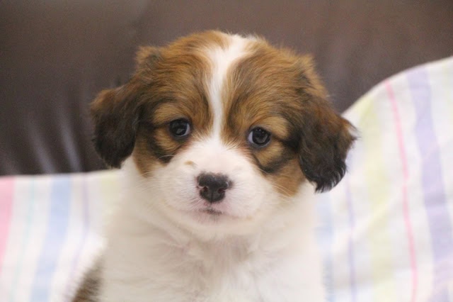 子犬のアップ写真、ふわふわの毛と優しい表情が魅力的です.