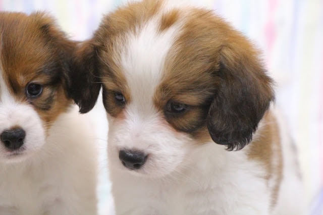 子犬のアップ写真、ふわふわの毛と愛らしい表情が魅力的です。.