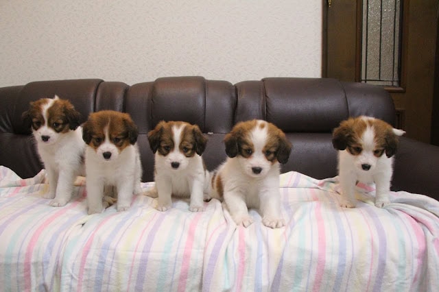 子犬のかわいい5匹がソファに並んでいます.