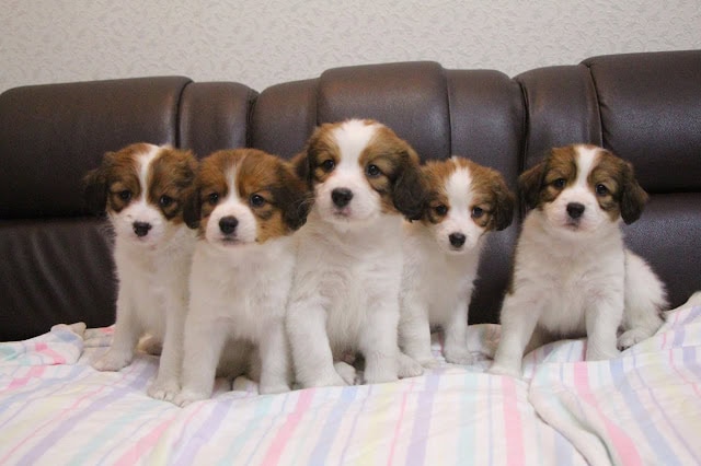 子犬たちがソファに並んで座っている様子.