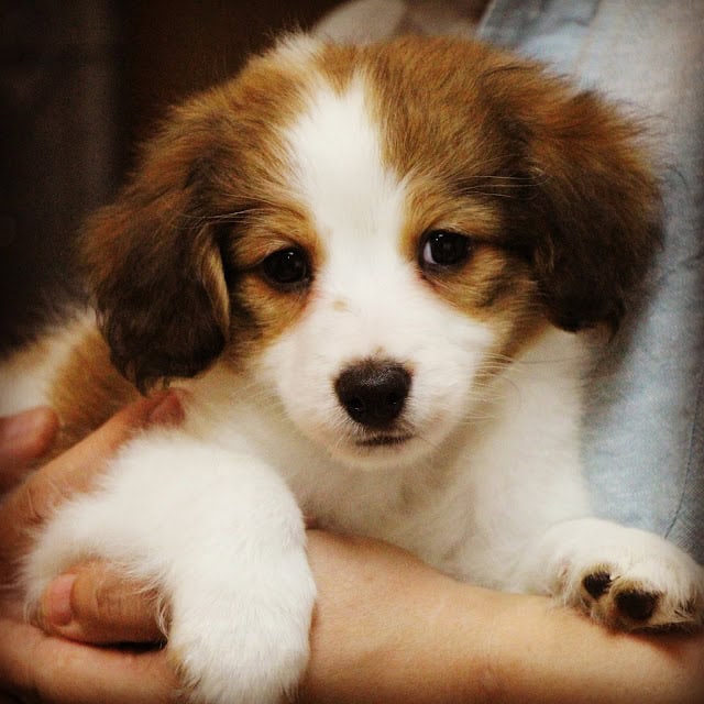 かわいい子犬のアップ写真です。.