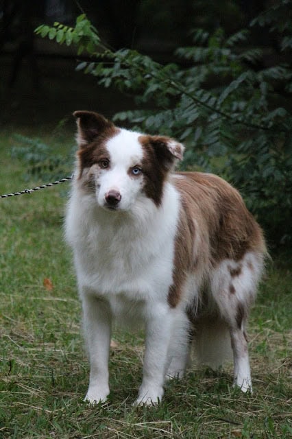 犬の写真、自然の背景とともに。.