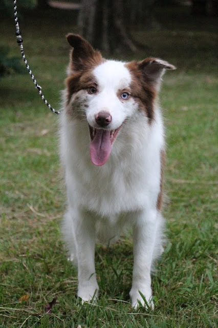 犬のアップ写真、青い目と茶色の耳が特徴.