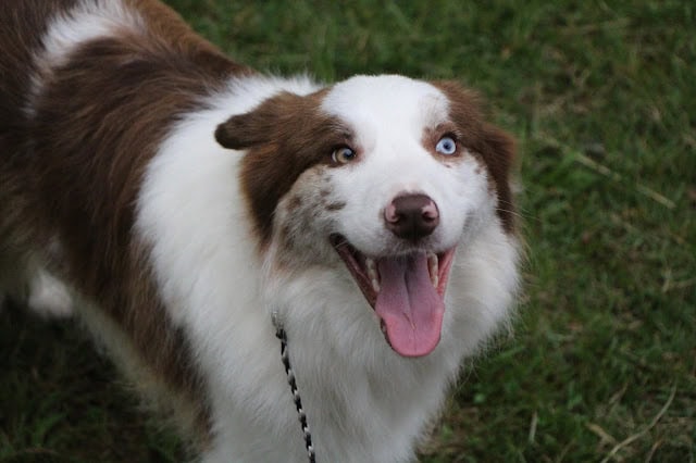 明るく元気な犬の写真です。.