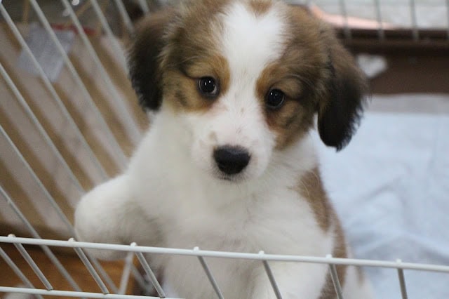 小さな子犬がケージの中で見つめる姿.