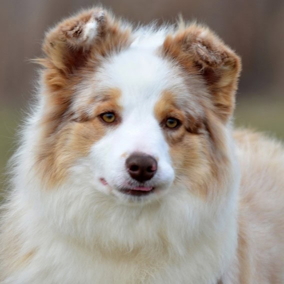 犬のアップ写真、明るい表情とふわふわの毛並み.