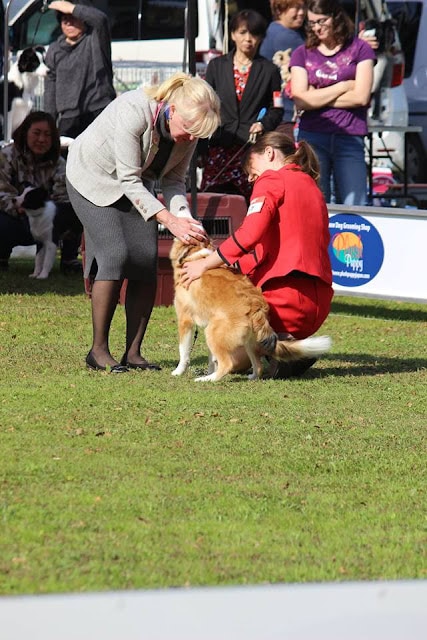 犬と飼い主が競技中に交流している様子.