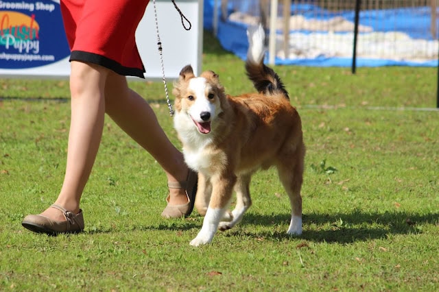 犬の散歩をする女性と犬のパフォーマンス.