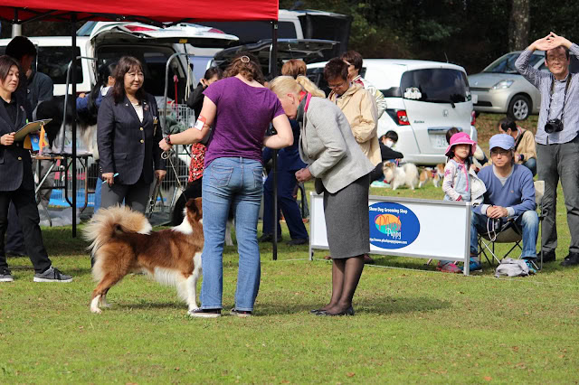 犬のドッグショーでの審査風景と観客の様子.