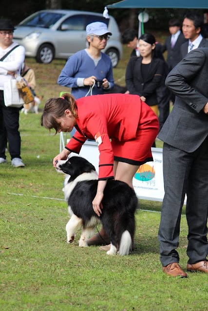 犬と飼い主が審査員の前でポーズをとる瞬間.