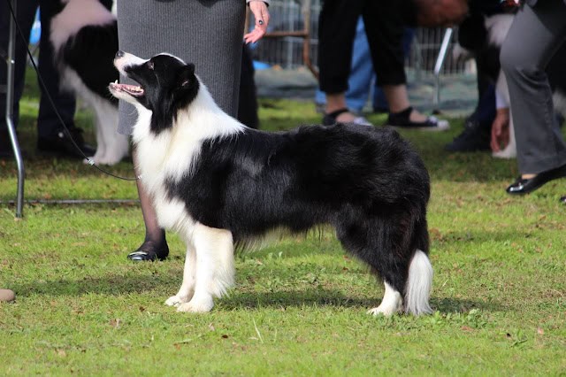 犬のドッグショーでのコーギーの犬種展示の様子.